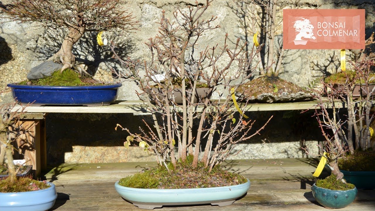 Invierno - Bonsai Colmenar