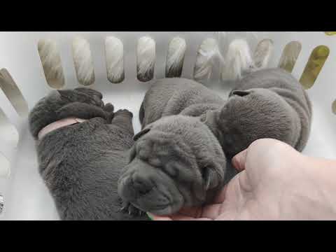 Video: Testet E Reja Do Të Jenë Në Proces Për Një Sëmundje Serioze Që Ndikon Në Shar-Peis