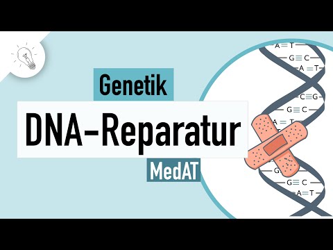Video: Wie wird beschädigte DNA repariert?