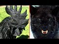 9 RAREST Completely Black Animals In The World!