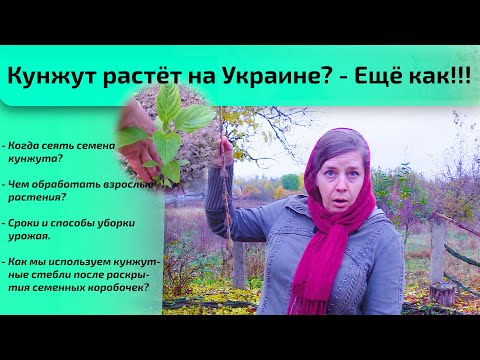 Видео: Выращивание кунжута из семян – Как посадить семена кунжута в саду