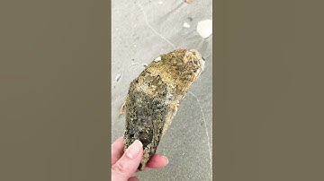 Come walk the beach with me! Shell collecting 1/6/23