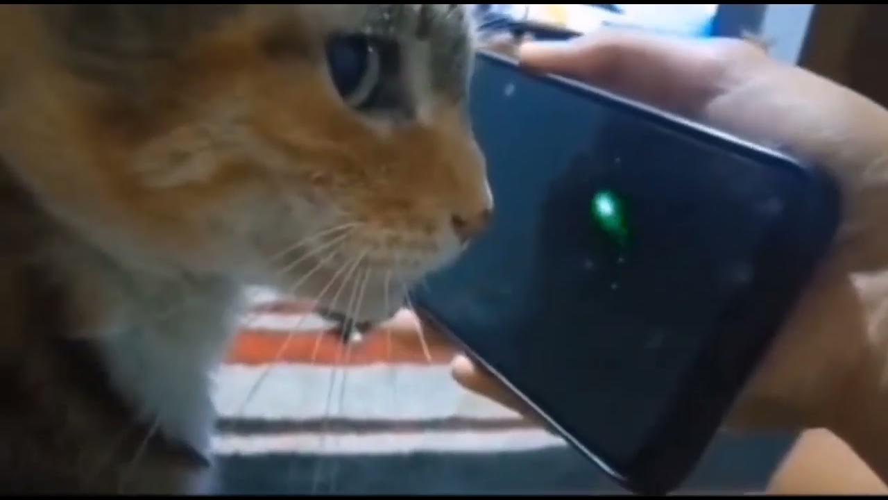 кот слушает музыку - YouTube