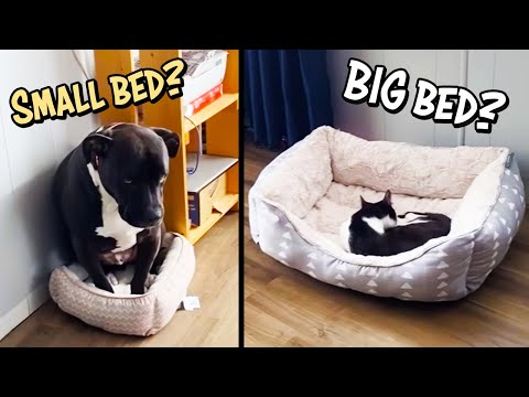 She Put Her Kid In The Bin?! - Cats Being Dodgy #5