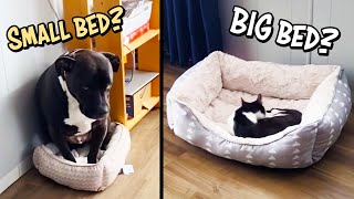 She Put Her Kid In The Bin?! Cats Being Dodgy #5