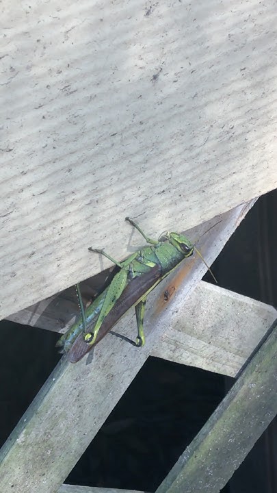 Birdwing Alutacea) YouTube