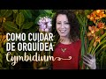 ORQUÍDEA CYMBIDIUM: como escolher e cuidar