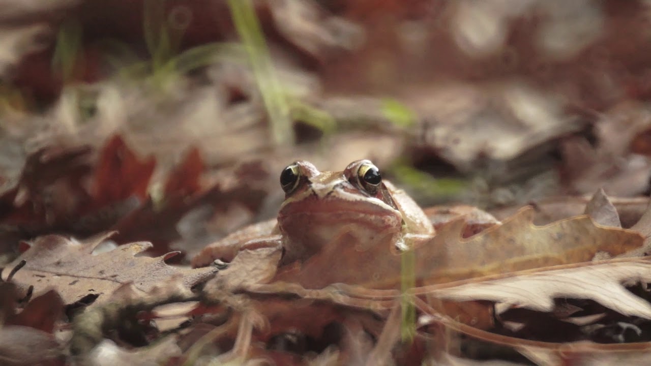 L' insidiosa Rana Agile (backstage)