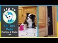 😍Tik Tok - Funny and Cute Pets Compilation #3