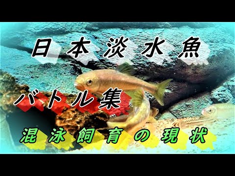 日本淡水魚 バトル集 混泳飼育の現状 Youtube