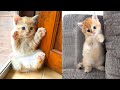 Baby Cats - Cute and Funny Cat Videos Compilation #35 | Aww Animals