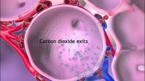 Circulatory & Respiratory: Learn@Visible Body
