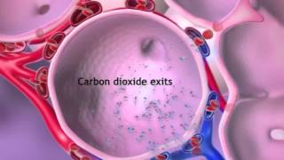 Circulatory Respiratory Learnvisible Body