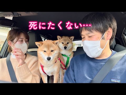 5年ぶりに運転するママの地獄のドライブに付き合う柴犬の命が危なかった…