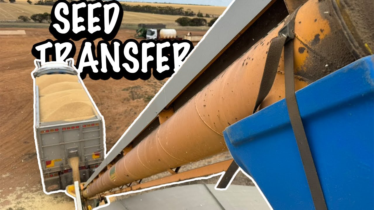 Пересадка семенной пшеницы