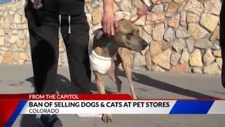 New law in Colorado bans pet store sales of dogs and cats, encourages adoption
