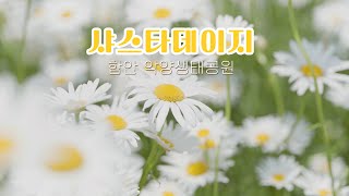 5월 샤스타데이지 군락이 이쁜 함안 악양생태공원 음악과 함께는 힐링영상