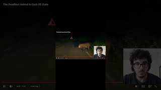 New addition to the larpverse #larp #youtubeshorts #shorts #fyp #flightreacts #flight #funny #boar