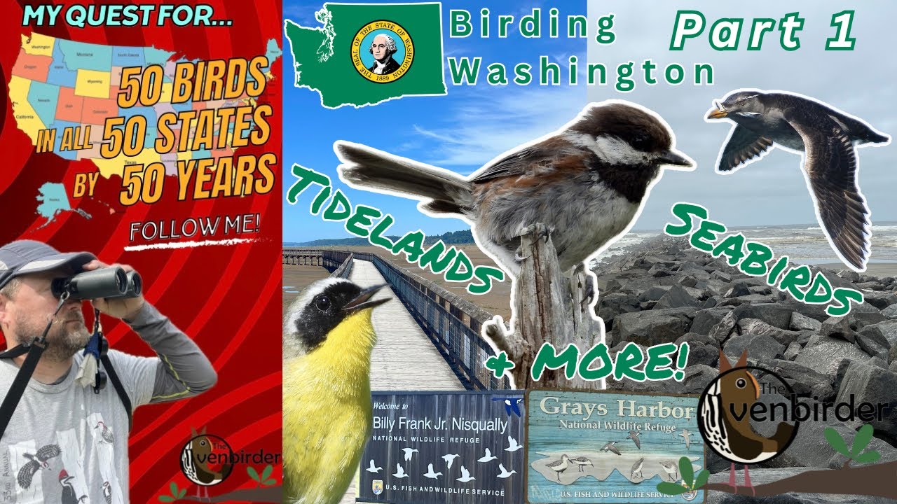 Tidelands, Seabirds & more! Birding Washington Part 1 - 50-50-50 Birding Challenge