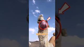 Famous Why Do Camels Spit Out a Giant Pink Thing? #shorts Profile