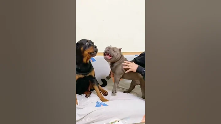 狗狗瞬間變臉！又菜又愛玩的惡霸犬巴巴，也只能和呆萌的羅威納小幺雞玩到一塊去😂#狗狗 #向威和一坨 #搞笑 #羅威納 - 天天要聞
