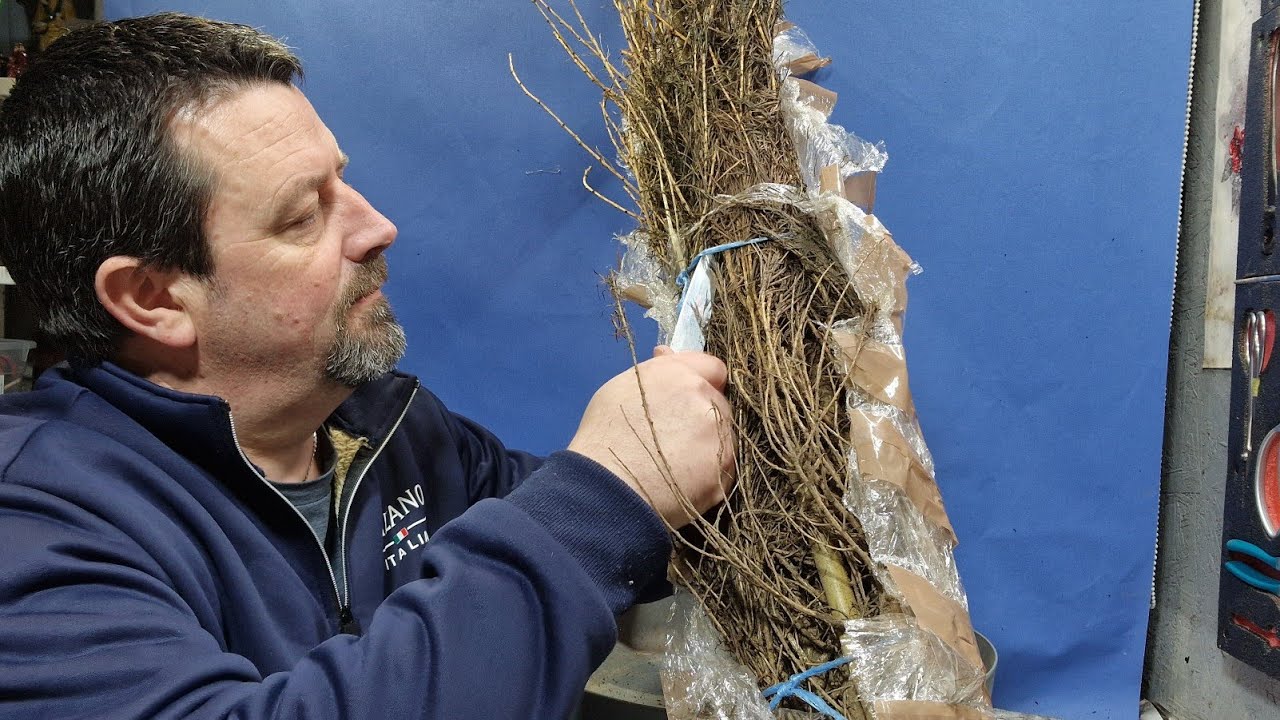 Пересадка молодых деревьев в горшки.