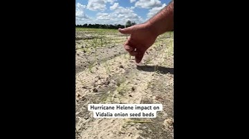 Hurricane Helene’s impact on our Vidalia onion seed beds. #vidaliaonions