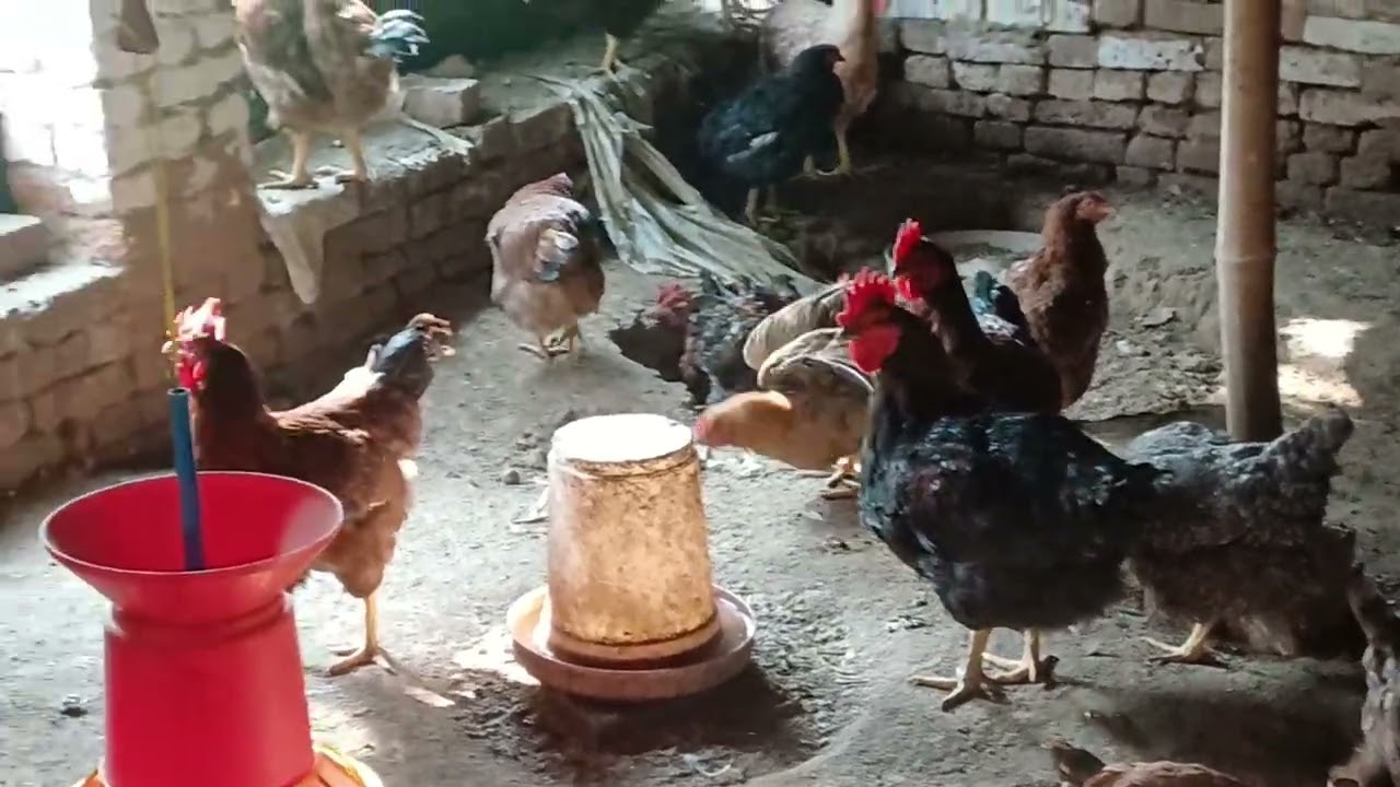 Aaj hamne murge dekhe 🐓🐓🐓