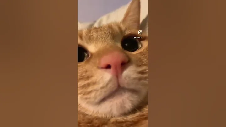 Watch the video about #cover #cat #spanishcatholic #cute #travel #funny #song #pets