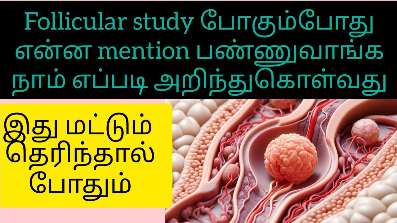Follicular Phase Meaning Tamil