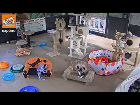 cheetah running speed KITTENS!!!