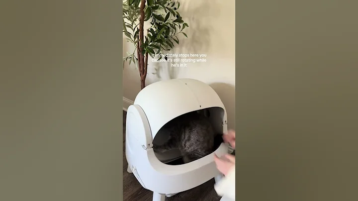 Video 11031431: savannah cat breed, curious maine coon, big maine coon