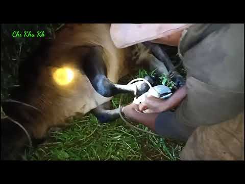 How to Know if Your Cow is Close to Calving and How to Keep Your Calf an...