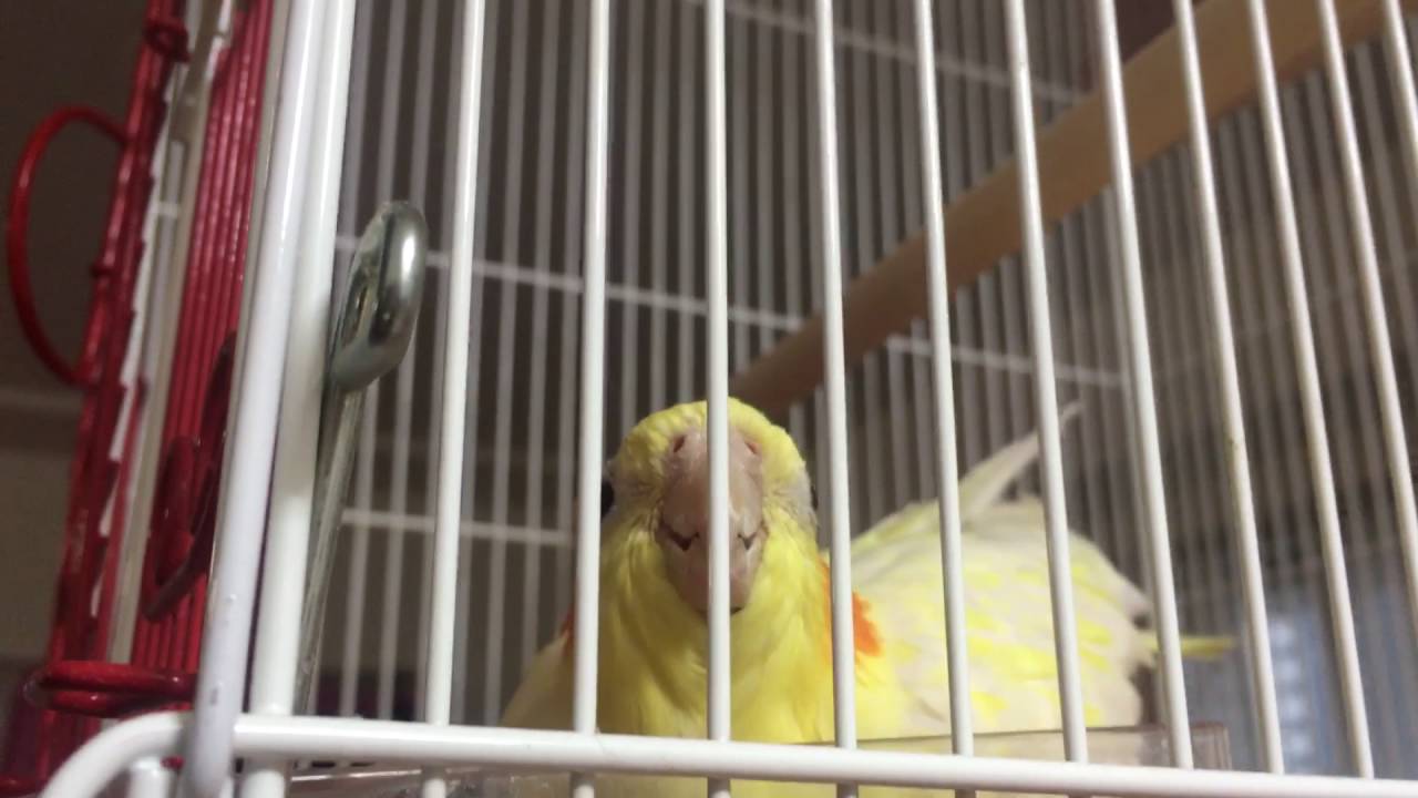 オキナインコの性格や寿命 価格 飼い方について オキナインコの性格や寿命 価格 飼い方について