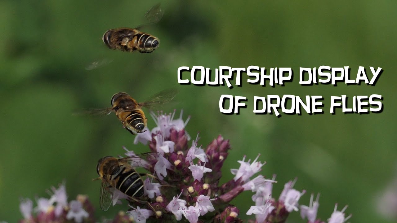 Courtship display of Drone flies - Balzverhalten von Schwebfliegen