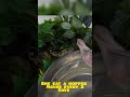 Dwarf Burmese Python Feeding Strike ⚡🐍 #exoticpets #burmesepython #reptiles #inthelab #snake