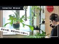 Vlog【観葉植物との暮らし】部屋の小さなジャングル | モーニングルーティン | インテリアグリーン | ドウダンツツジ | 水やり