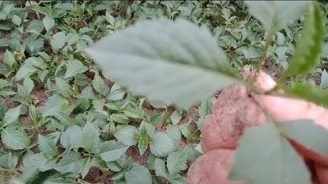 Thược Dược Sau Năm Ngày Giâm Ngọn Lúc Này Đã Ra Rễ Chưa?