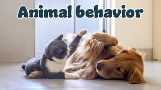 Canine Behavior: Tips to understand and improve coexistence with your pet by Love For Animals 361 views 1 year ago 6 minutes, 10 seconds