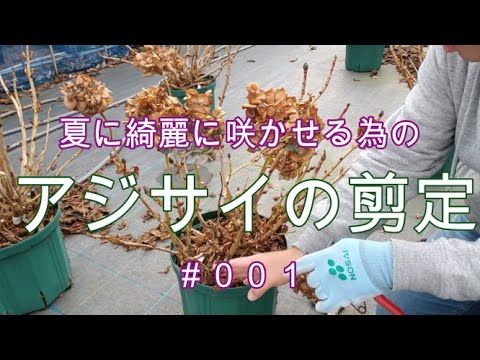 冬のアジサイ(紫陽花)の切り方（剪定の仕方）置き肥のやり方