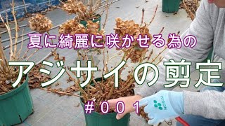 冬のアジサイ 紫陽花 の切り方 剪定の仕方 置き肥のやり方 Youtube