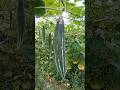 চিচিঙ্গা চাষ #shorts #reels #tiktok #agriculture #farming #fruit #vegetables