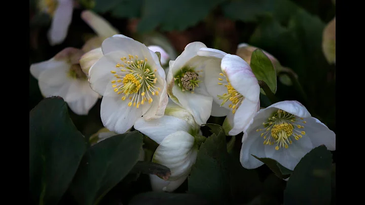 "Great Herbaceous Perennials for the Southeast"