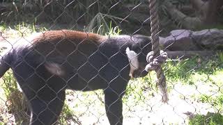 San diego zoo animals wild life zoology ...