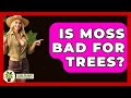 Is Moss Bad For Trees The Plant Enthusiast 