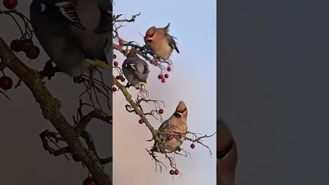 🐦 Witness the enchanting sight of Bohemian Waxwings indulging in a vibrant feast of red berries! 🍒✨