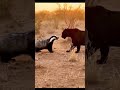 Honey badger v/s black panther #animals #wildlife #viralvideo #animalfacts #nature