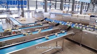 Customizable Hami Melon Grading Machine Achieve 95% Accuracy & Save Labor!