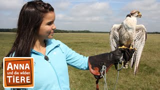 Der Falkner und seine Greifvögel | Reportage für Kinder | Anna und die wilden Ti by Wilde Tierwelt 46,293 views 8 days ago 24 minutes