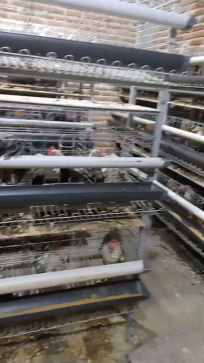 Ayam arab petelur dgn kandang tingkat #remix #cover #music #edm #dj